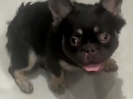 Fluffy French bulldog kc registered