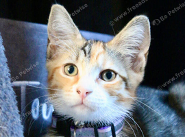 10 week old kitten