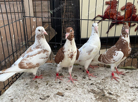 Muleuman racers pigeons for sale in Birmingham