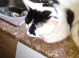 Bonded pair of cats, one black and white, one calico