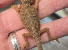 Stunning Red Monster Bearded Dragons