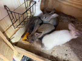 Newzealand cross babies