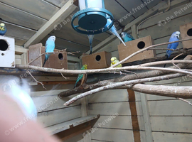 Job lot of budgies