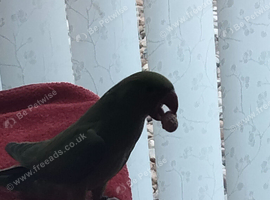 Indian ring neck