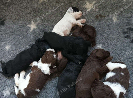 F1b SPROODLE PUPPIES FROM 5* LICENCED BREEDER