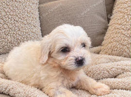 Cavapoochon puppies