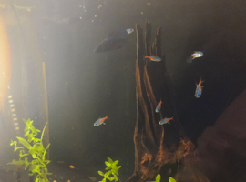 Neon tetras and female betta