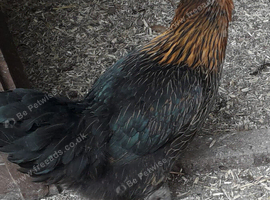 Black rock pullets 16to18 weeks