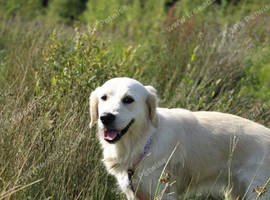 KC Registered female golden retriever