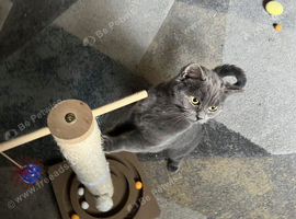 British shorthair cats for sale
