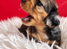 Longhaired MIniature Dachshund Puppies