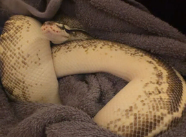 proven pastel freeway male