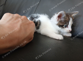 Maine coon cross