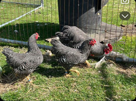 Plymouth Rock bantams