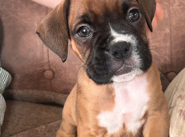 Stunning litter ready 16th June