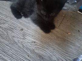 8 kittens for sale