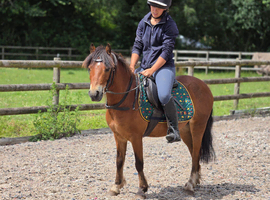 5yr old Registered Sec A