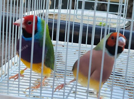 Gouldian