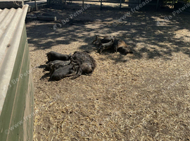 for sale mangalitser piglets