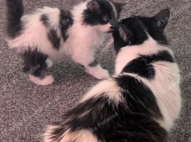 2 black and white kittens