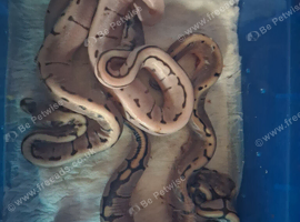 5x royal python hatchlings