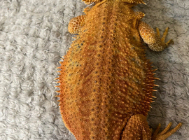 Bearded dragon