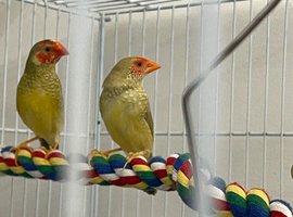 Pair of star finch