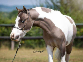 Stunning and rare colour stallion