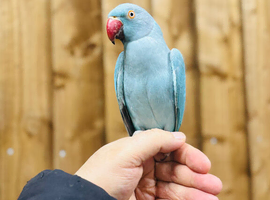 Blue ringneck parrot