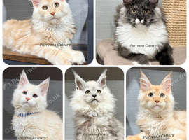 TICA registered Maine coon kittens READY NOW