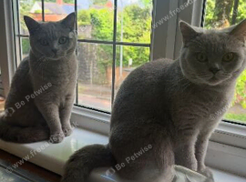 Two sisters age 2 years old British short hair