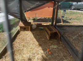 Bonded pair of 8 month old boars & 4x2 C&C cage