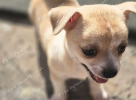 Boy Chihuahua in Bradford