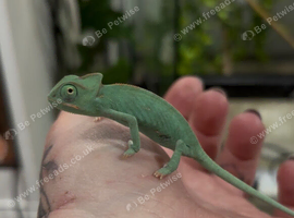 CB26 Yemen Chameleon Babies AVAILABLE OCT/NOV 2026