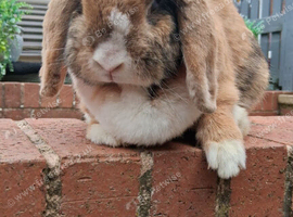 Mini lop looking for new home