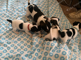 Small tri jack Russell