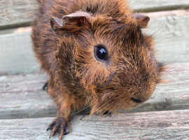Gorgeous tufty baby boars