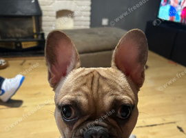 French bull dog for sale