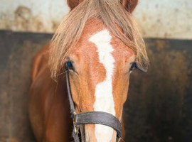 Lovely young project mare