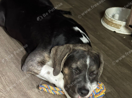 Cane corso x staffy mastiff