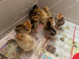 Wyandotte bantams