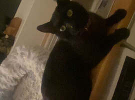 2 cats for sale