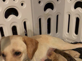 Puppies for sale