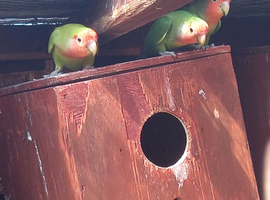 adult lovebirds for sale sex not known 40 each
