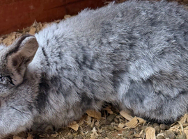 Mini lop