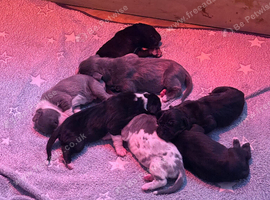 EXCEPTIONAL GREAT DANE PUPPIES &ndash; CHAMPIONSHIP BLOODLINES