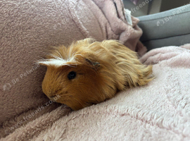 Two Male Coronet Guinea Pigs