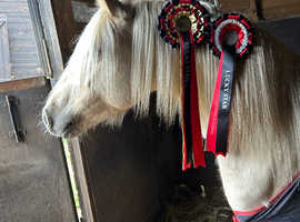 Gorgeous palomino mare for sale