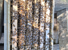 Six Frame nuc of Honeybees For Sale