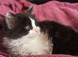 Main coon cross